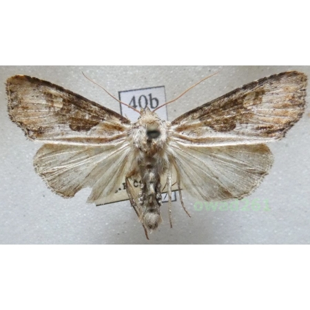 Lateroligia ophiogramma (Esper, 1794) Czech40b